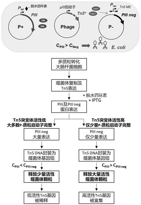 用于转座酶定向进化的辅助p 质粒、转座酶定向进化的系统及tn5转座酶突变体的制作方法