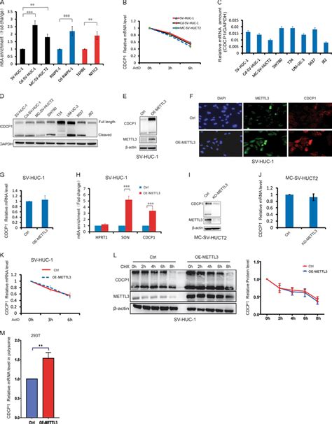 Mettl Promotes Cdcp Mrna M A Modification And Translation A M A