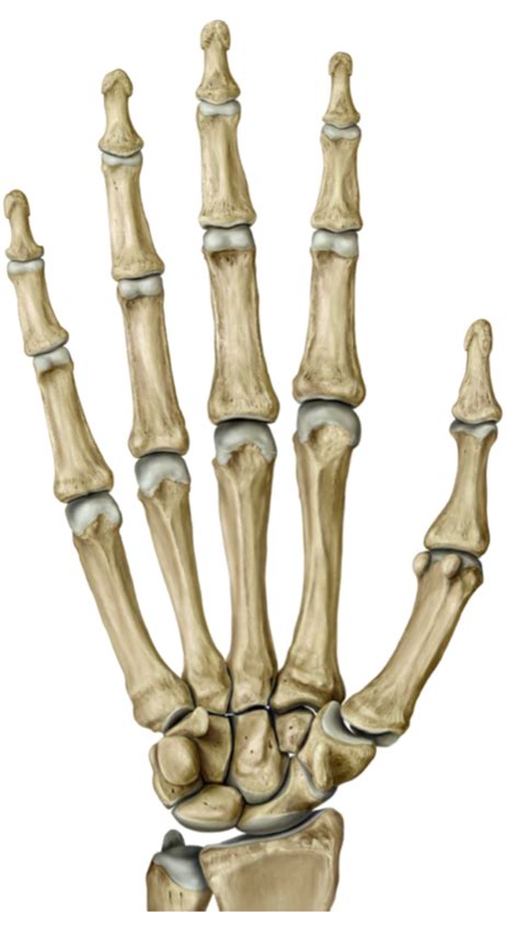 clinical module  carpal identification diagram quizlet