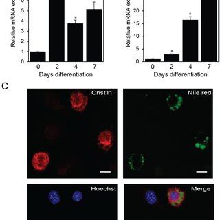 Chst11 Is Expressed In Mature 3T3 L1 Adipocytes A And B MRNA