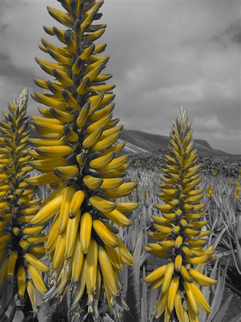 Cómo es la flor del Aloe vera