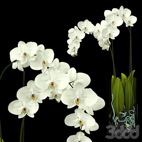 Орхидея - Букеты - 3D модель