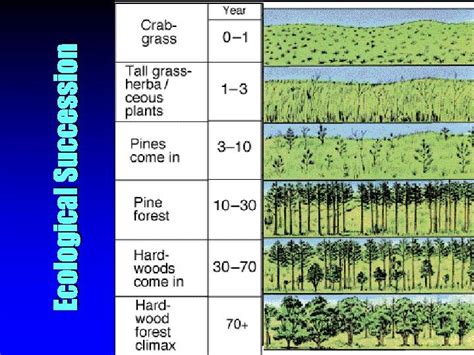 The Correct Order Of Ecological Succession