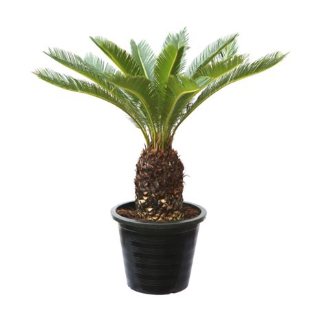 Cycas Revoluta Wahat Al Sahraa