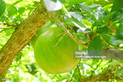 Buah Maja Yang Dikenal Sebagai Buah Aegel Marmelos Tumbuh Segar Di