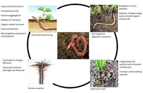 Diagrammatic Representation Of Earthworms As An Ecosystem Engineer