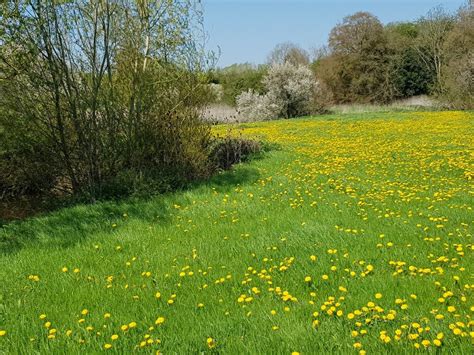 Meadow By The Mill Race With Dandelions Jeff Gogarty Cc By Sa 2 0