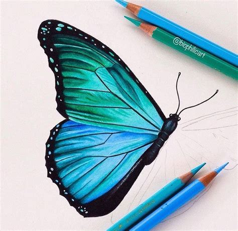 Dibujos A Lapiz De Mariposas