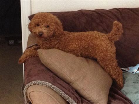 This Is Paddington From Scarlet S Fancy Poodles California Red AKC And