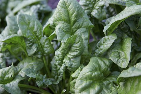 Types Of Spinach Garden Guides