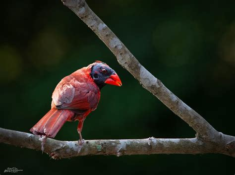 Male Cardinal Molting by Scott Murphy on YouPic