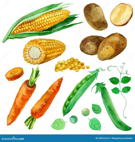 Watercolor Illustration Set Images Of Vegetables Corn And Corn