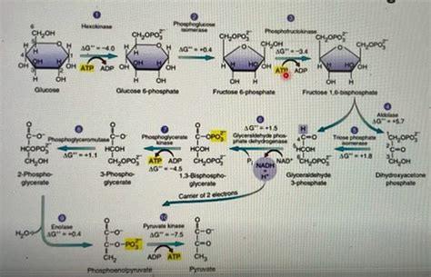 Biology 160 Chapter 5 Flashcards Quizlet