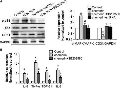 Chemerin ChemR23 Axis Promotes Inflammation Of Glomerular Endothelial