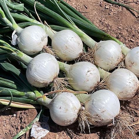 Onion White Betty F1 Untreated Seeds Osborne Hybrid Farm Seed Supplier