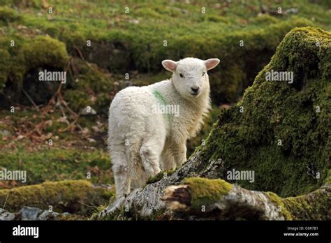 Welsh Mountain Sheep Lamb Stock Photo Alamy