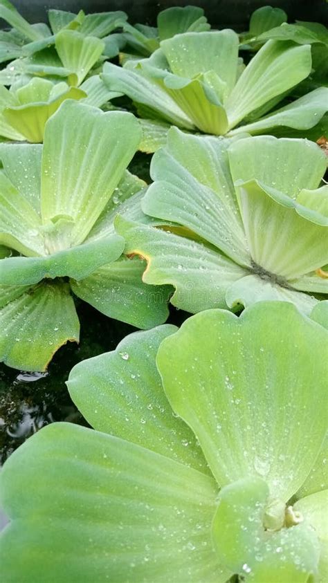 Beautiful Pistia Stratiotes Float On Water Stock Image Image Of