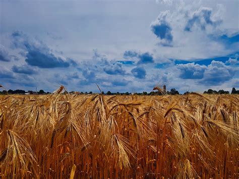 Getreidefeld Feld Landwirtschaft Kostenloses Foto Auf Pixabay Pixabay