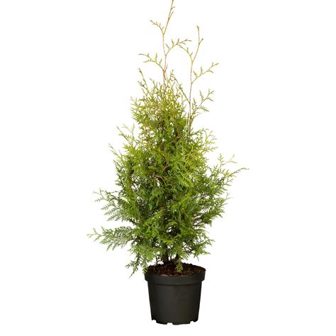 Lebensbaum Brabant Gr N Ca Cm Topf Ca Cm Thuja