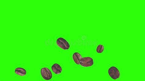 Realistic Coffee Beans Animation Graphic Element On Green Screen Chroma