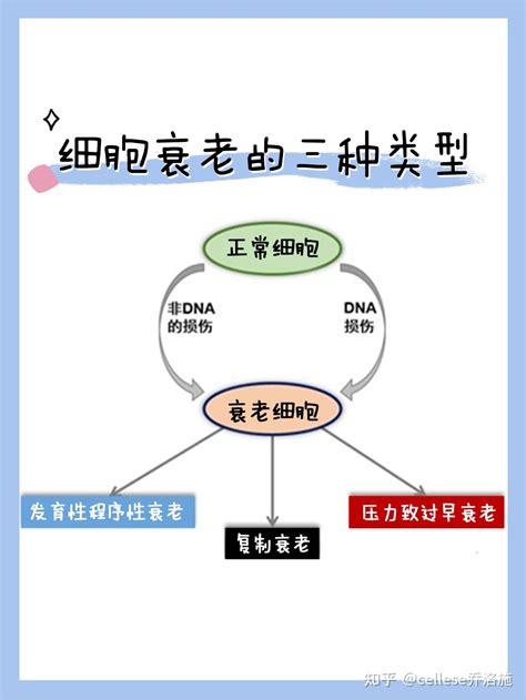 【乔科普】细胞衰老的真相（下） 知乎