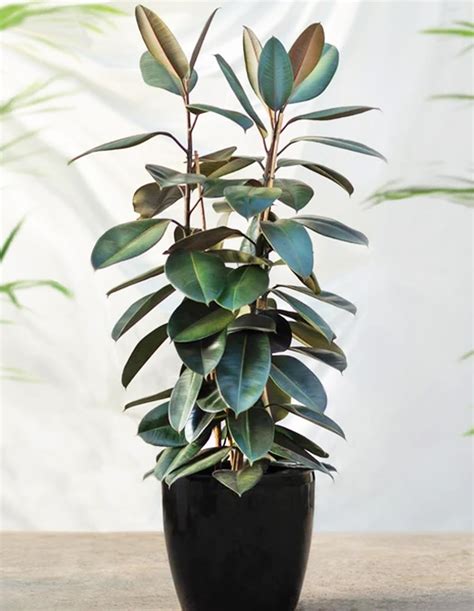 Ficus Elastica Abidjan Plant World London