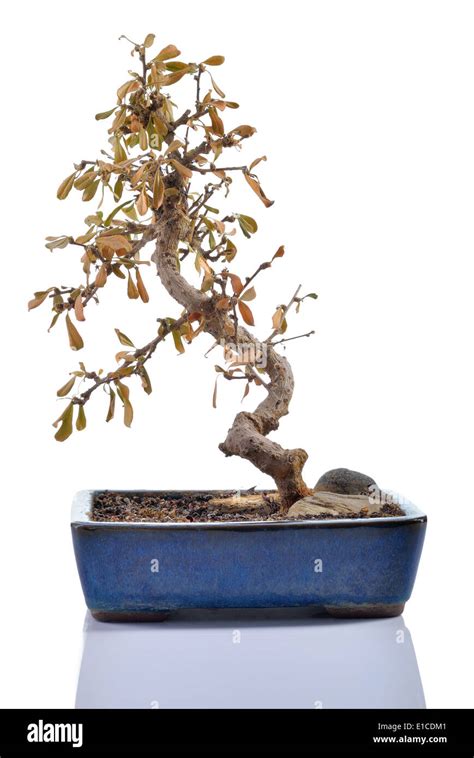 Dead Plant Carmona Retusa With Dry Leaves In A Bonsai Pot Isolated