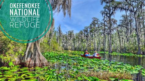 OKEFENOKEE NATIONAL WILDLIFE REFUGE YouTube