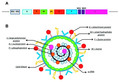 RS Virus Theo Starling