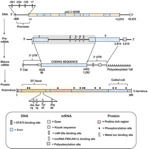 Schematic Structures Of SAPCD2 Gene MRNA And Protein 1 Gene