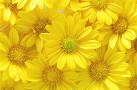 Ultimate Guide To Yellow Flower Meaning and Symbolism Around the World - Petal Republic