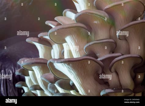 Growing Mushrooms Macro Mycelium Close Up Edible Mushrooms Texture A