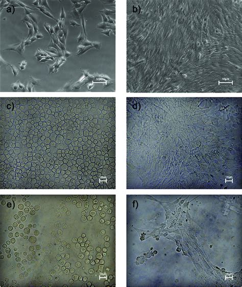 Representative images of murine myoblast precursors. C2C12 cell line... | Download Scientific ...