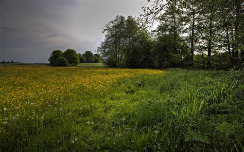 Nature Grass Flowers Trees Field Clouds Landscape Wallpapers HD