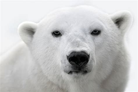 Polar Bear Head Photos Stock Photos, Pictures & Royalty-Free Images ...