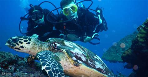 Jelajahi Keajaiban Bawah Laut Dengan 2 Kali Menyelam Di Padang Bai