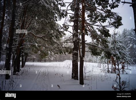 Winter In A Spruce Forest Spruces Covered With White Fluffy Snow