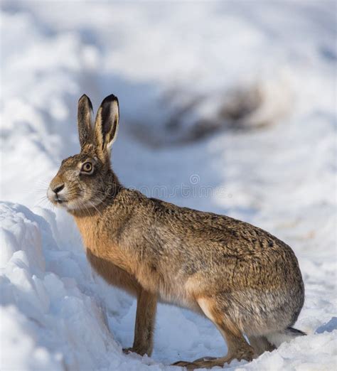 Gray Wild Rabbit Hare in His Natural Habitat, in a Cold Winter Day ...