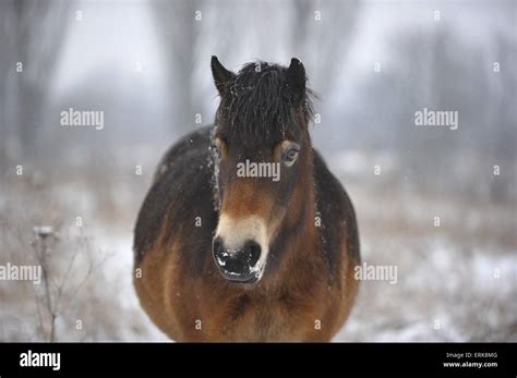 Exmoor Pony Portrait Stock Photo Alamy
