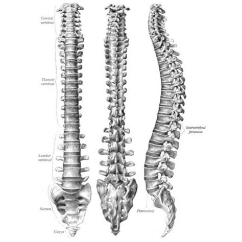 Colonna Vertebrale Analisi E Suddivisione Anatomica Osteolab