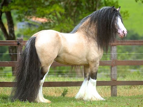 Sooty Buckskin Gypsy Vanner Buckskin Gypsy Vanner Stallion High