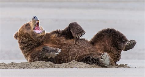 Coastal Brown Bear Yawning And Stretching Lake Clark National Park