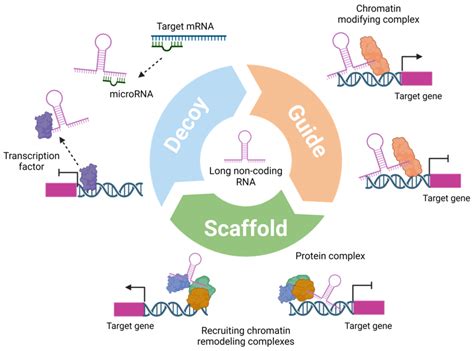 Ijms Free Full Text Long Non Coding Rnas In Sjögrens Disease