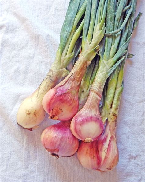 3 Ways To Cook Shallots Spade Plow