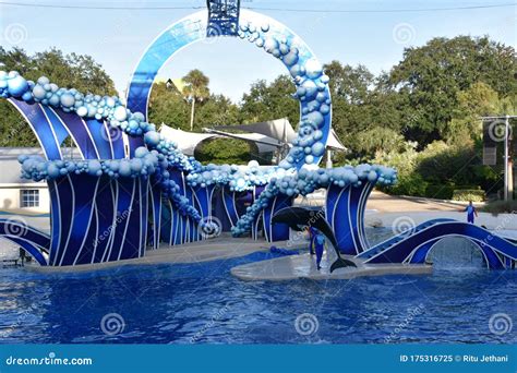 Dolphin Days Show At At Seaworld Orlando In Florida Editorial Image