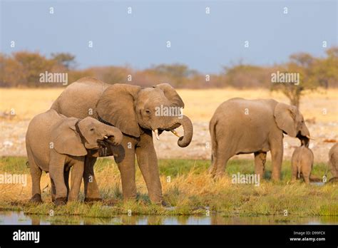 Bush de l Afrique l éléphant l Éléphant de savane africaine