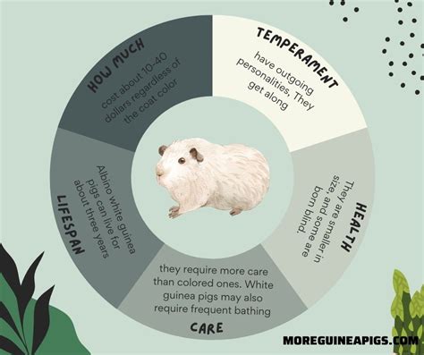 Everything About White Guinea Pig More Guinea Pigs