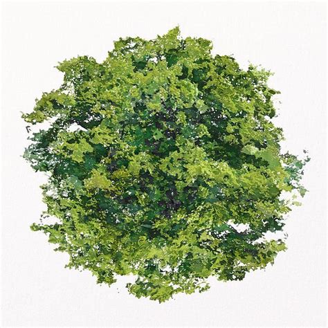 Tree Png Top View Spring Premium Png Rawpixel Trees Top View