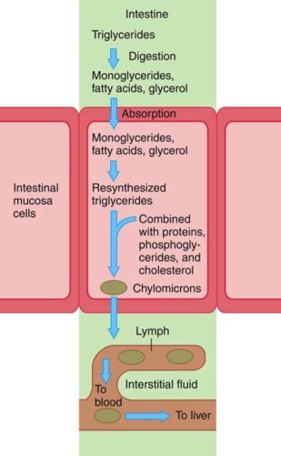 BioChem Quiz 10 Lipid Amino Acid Metabolism Flashcards Quizlet