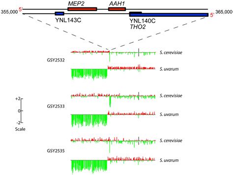 Array Comparative Genome Hybridization Acgh Caryoscopes Of Chromosome